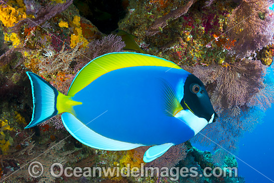 Powderblue Surgeonfish Christmas Island photo Powderblue Surgeonfish Christmas Island photo