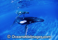 Humpback Whale with calf Photo - Gary Bell