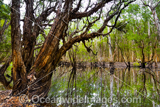 Paperbark Swamp photo
