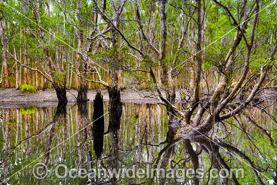 Paperbark Forest photo