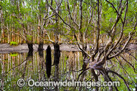 Paperbark Forest Photo - Gary Bell