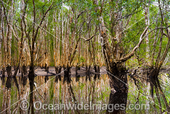 Australian Paperbark Forest photo