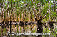 Australian Paperbark Forest Photo - Gary Bell