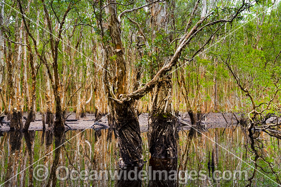 Australian Paperbark Forest photo