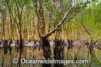 Australian Paperbark Forest Photo - Gary Bell