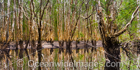 Paperbark Swamp photo