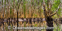 Paperbark Swamp Photo - Gary Bell