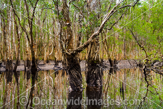 Australian Paperbark Forest photo