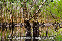 Australian Paperbark Forest Photo - Gary Bell