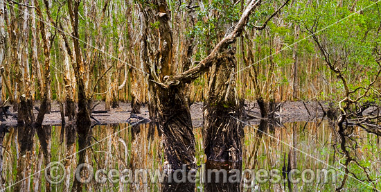 Paperbark Forest photo