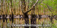 Paperbark Forest Photo - Gary Bell