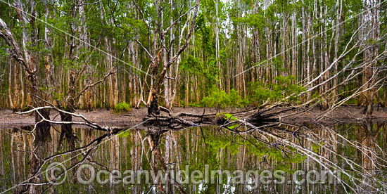 Paperbark Swamp photo