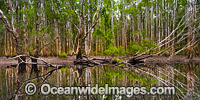 Paperbark Swamp Photo - Gary Bell