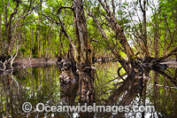 Australian Paperbark Forest Photo - Gary Bell
