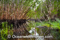Paperbark Forest Photo - Gary Bell