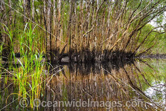 Australian Paperbark Forest photo