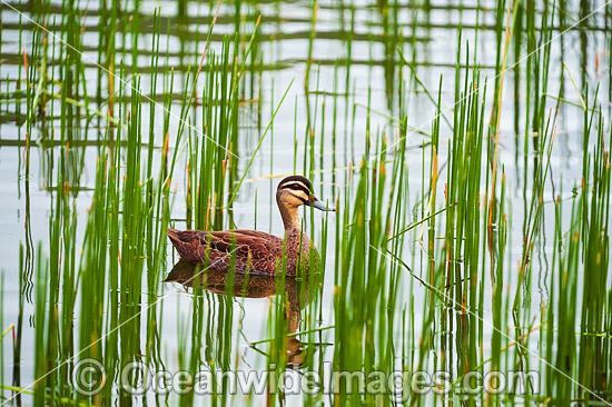 Pacific Black Duck photo