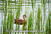 Pacific Black Duck Photo - Gary Bell