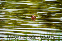 Pacific Black Duck Photo - Gary Bell