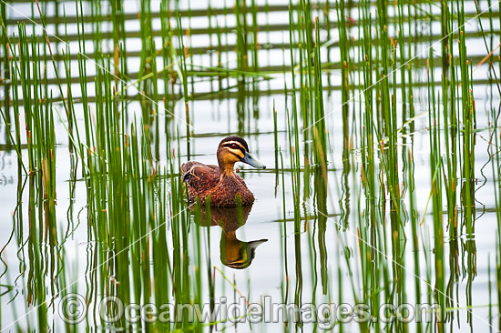 Pacific Black Duck photo