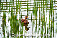 Pacific Black Duck Photo - Gary Bell
