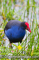 Purple Swamphen Photo - Gary Bell
