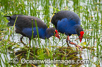 Purple Swamphen Photo - Gary Bell