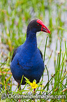 Purple Swamphen Photo - Gary Bell