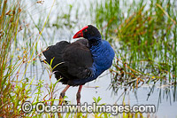 Purple Swamphen Photo - Gary Bell