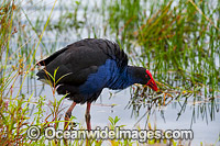 Purple Swamphen Photo - Gary Bell