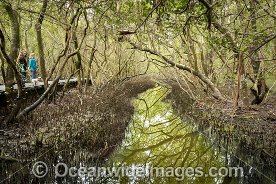 Mangroves Coffs Harbour photo