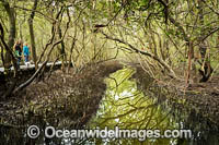 Mangroves Coffs Harbour Photo - Gary Bell