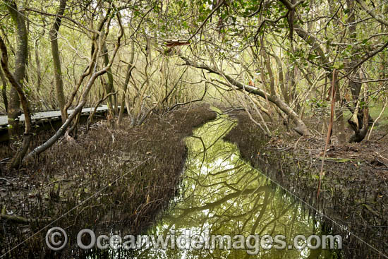 Mangroves Coffs Harbour photo