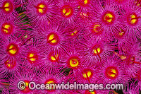 Gum tree flowers Photo - Gary Bell