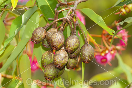 Gum nuts and flowers photo Gum nuts and flowers photo