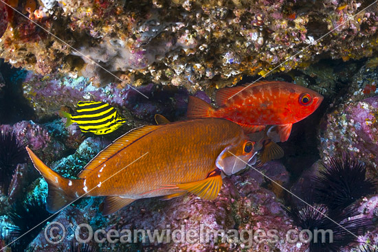 Morwong Bigeye and Stripey photo Morwong Bigeye and Stripey photo