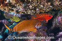 Morwong Bigeye and Stripey Photo - Gary Bell