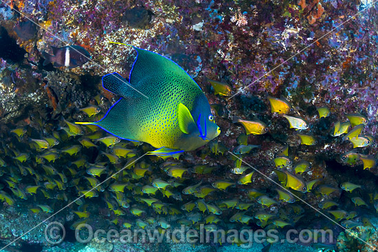 Blue Angelfish with Bullseye photo Blue Angelfish with Bullseye photo