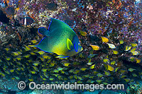 Blue Angelfish with Bullseye Photo - Gary Bell