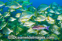 Black-spot Goatfish and Tarwhine Photo - Gary Bell