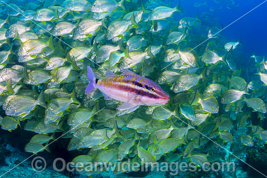 Black-spot Goatfish and Tarwhine photo Black-spot Goatfish and Tarwhine photo