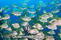Old Wife and Tarwhine Solitary Islands Photo - Gary Bell
