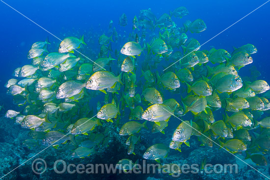 Tarwhine Solitary Islands photo Tarwhine Solitary Islands photo