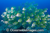 Tarwhine Solitary Islands Photo - Gary Bell