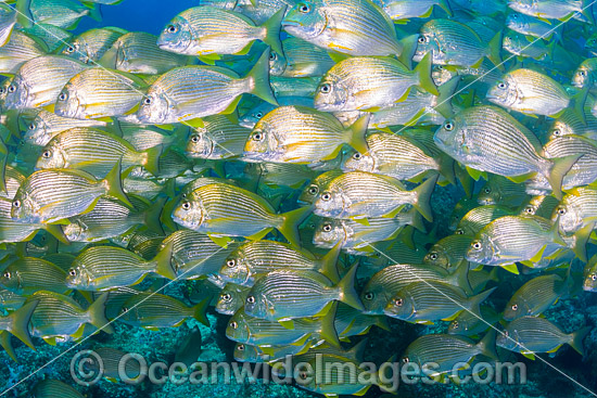 Schooling Tarwhine photo Schooling Tarwhine photo
