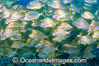 Schooling Tarwhine Photo - Gary Bell