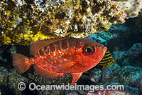 Blotched Bigeye Solitary Islands Photo - Gary Bell