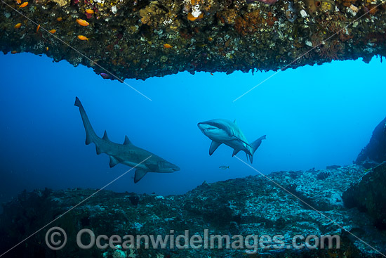 Grey Nurse Shark Coffs Harbour photo Grey Nurse Shark Coffs Harbour photo