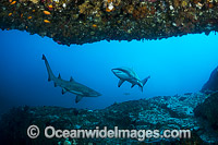 Grey Nurse Shark Coffs Harbour Photo - Gary Bell