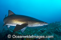 Grey Nurse Shark Coffs Harbour Photo - Gary Bell